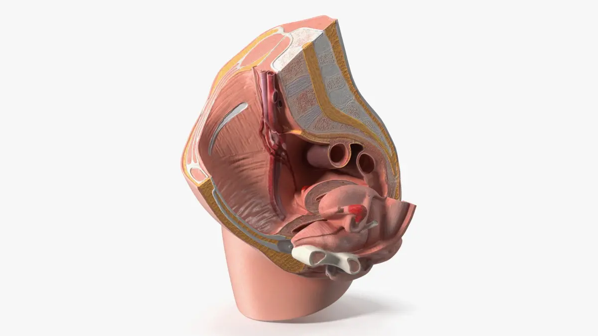 Female Reproductive System Cross Section Anatomical Model 3D model purchase