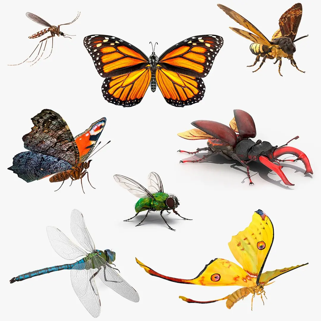 Rigged Flying Insects Collection 3 for Maya 3D model
