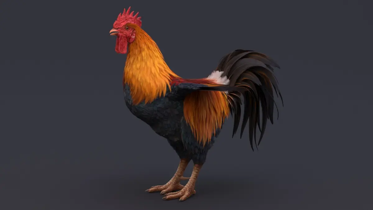 Rooster 3D model 4