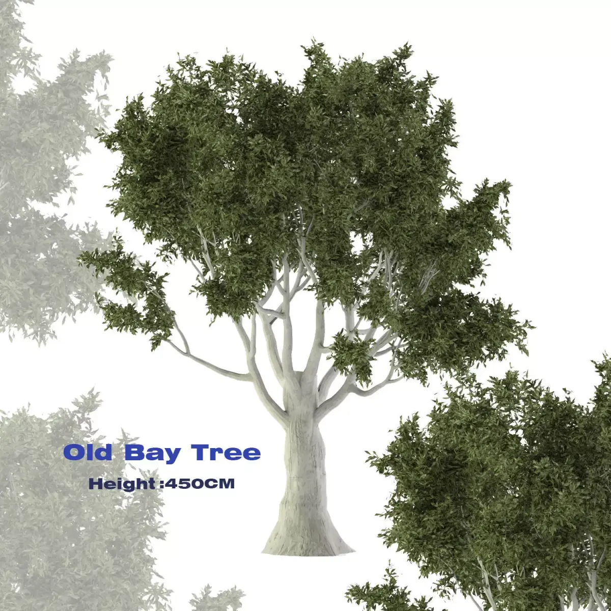 Old Bay Tree Free 3D model