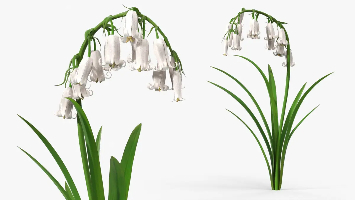 Campanula Bellflower Plant with Green Leaves White 3D model