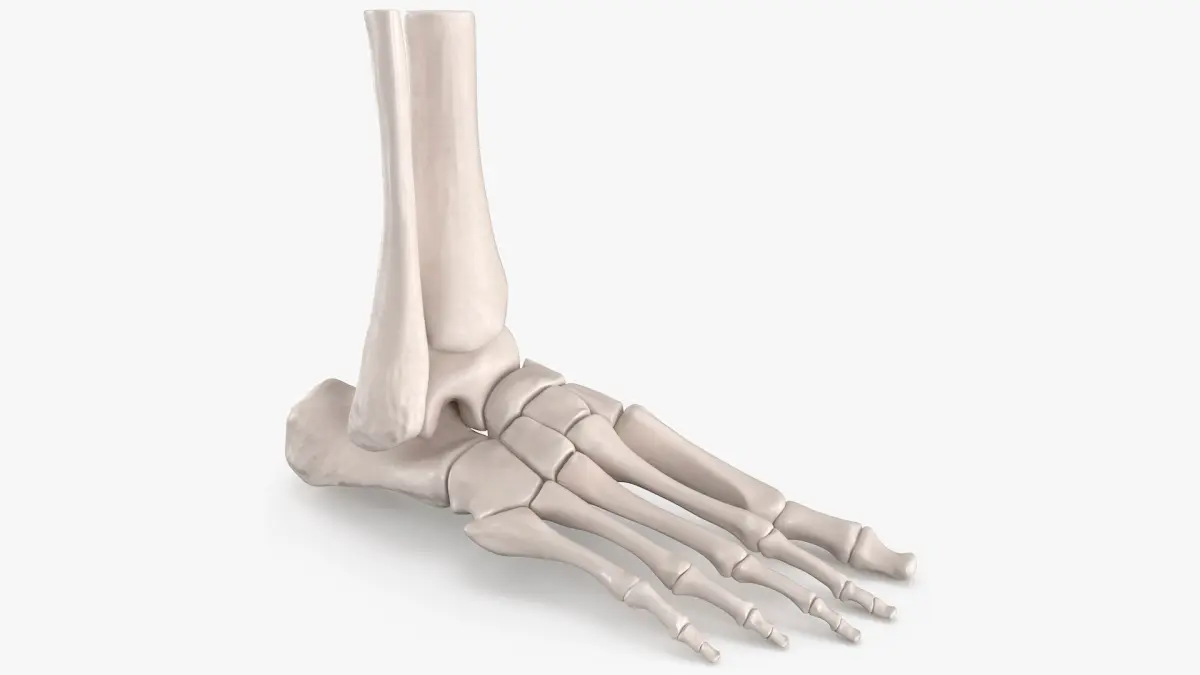 Human Foot Skeleton Model 3D model
