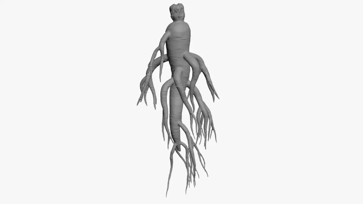 Ginseng for 3D Print 3D model