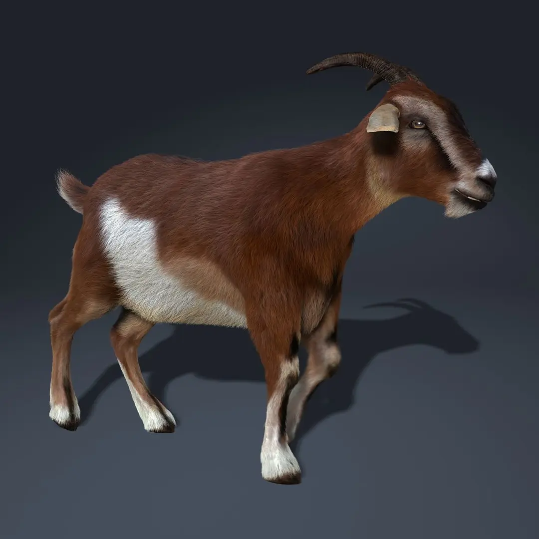 Goat (2) (ANIMATED) (FUR) 3D model