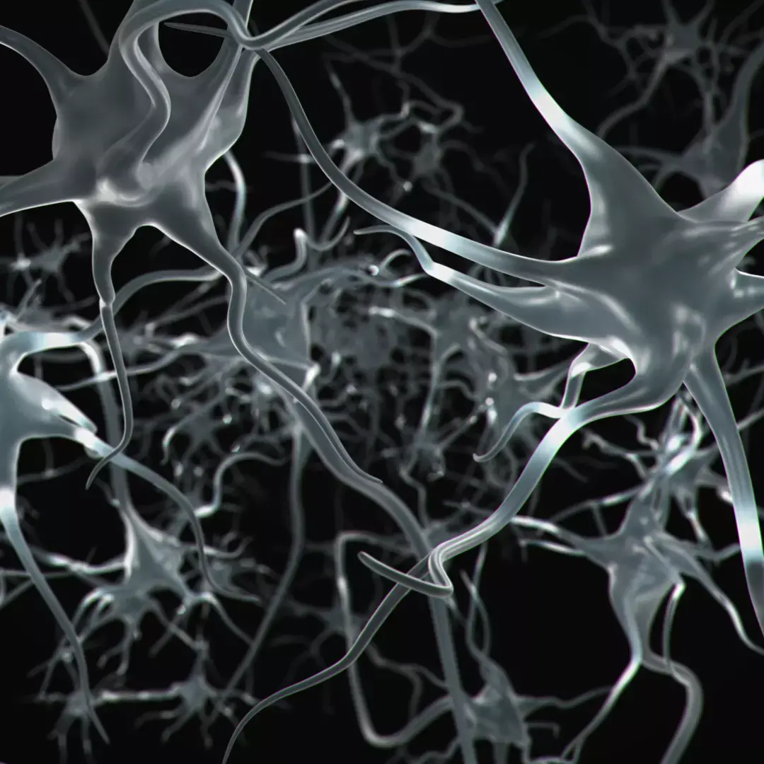 Neuron Cell 3D Model 3D model