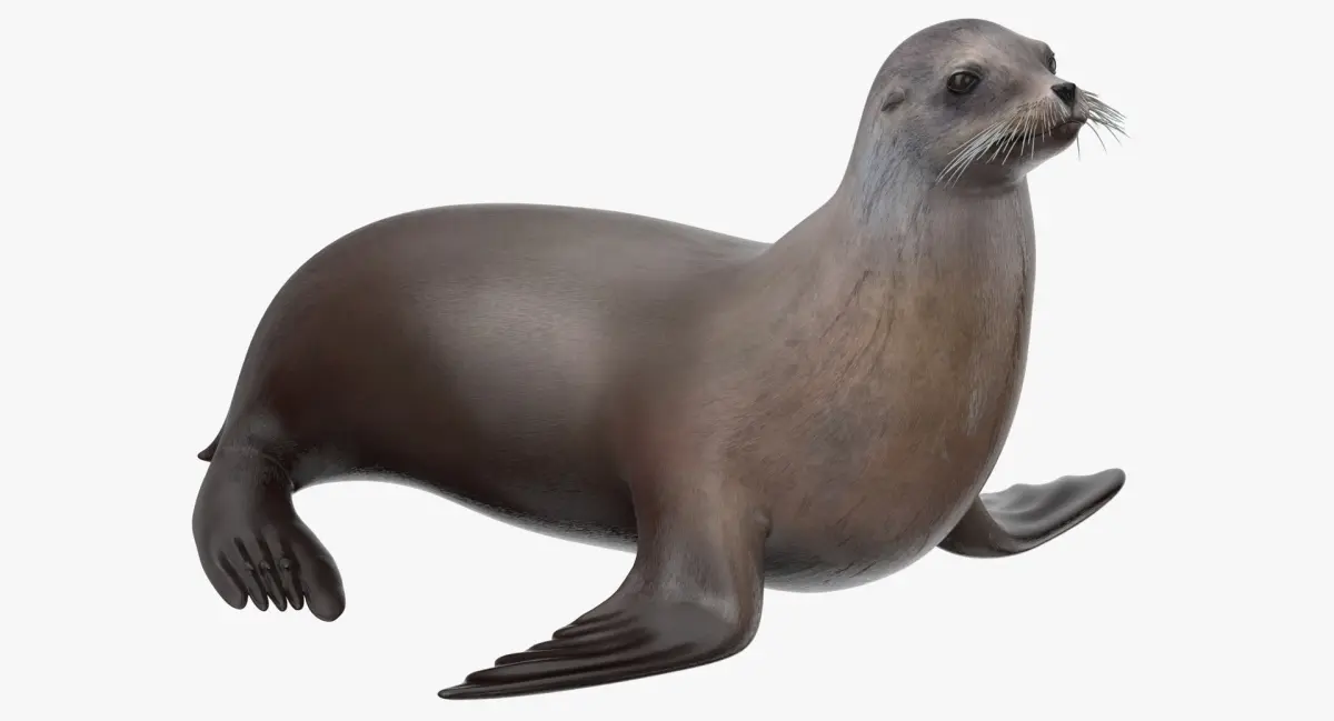 Sea Lion 3D model order