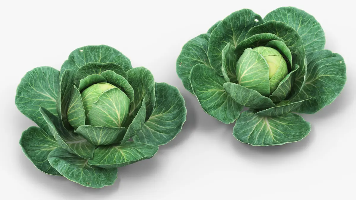 Leafy Cabbage Head Green 3D model