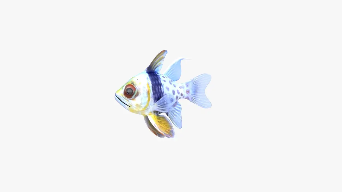 Spotted Cardinalfish 3D model