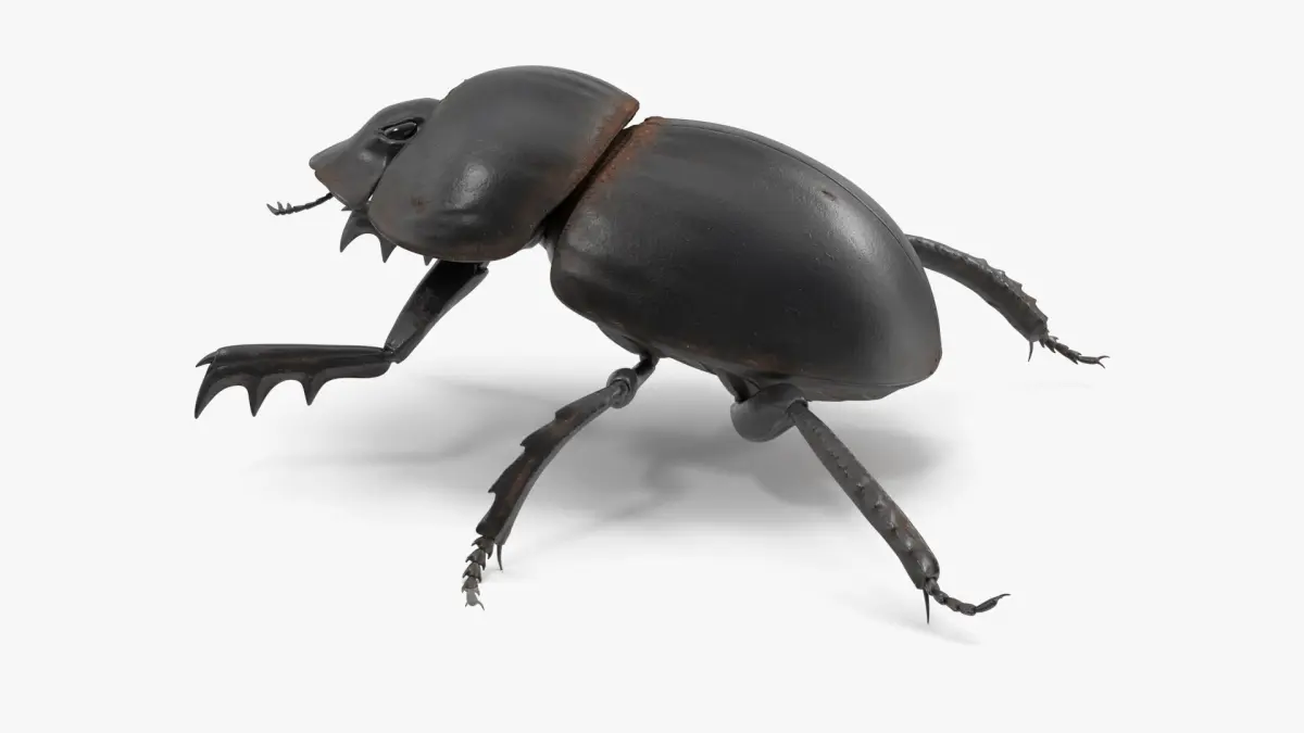 Mud Beetle Dirty Rigged for Maya 3D model