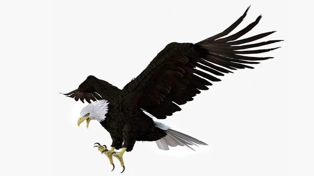 Realistic Bald Eagle Animated Rigged 3D model