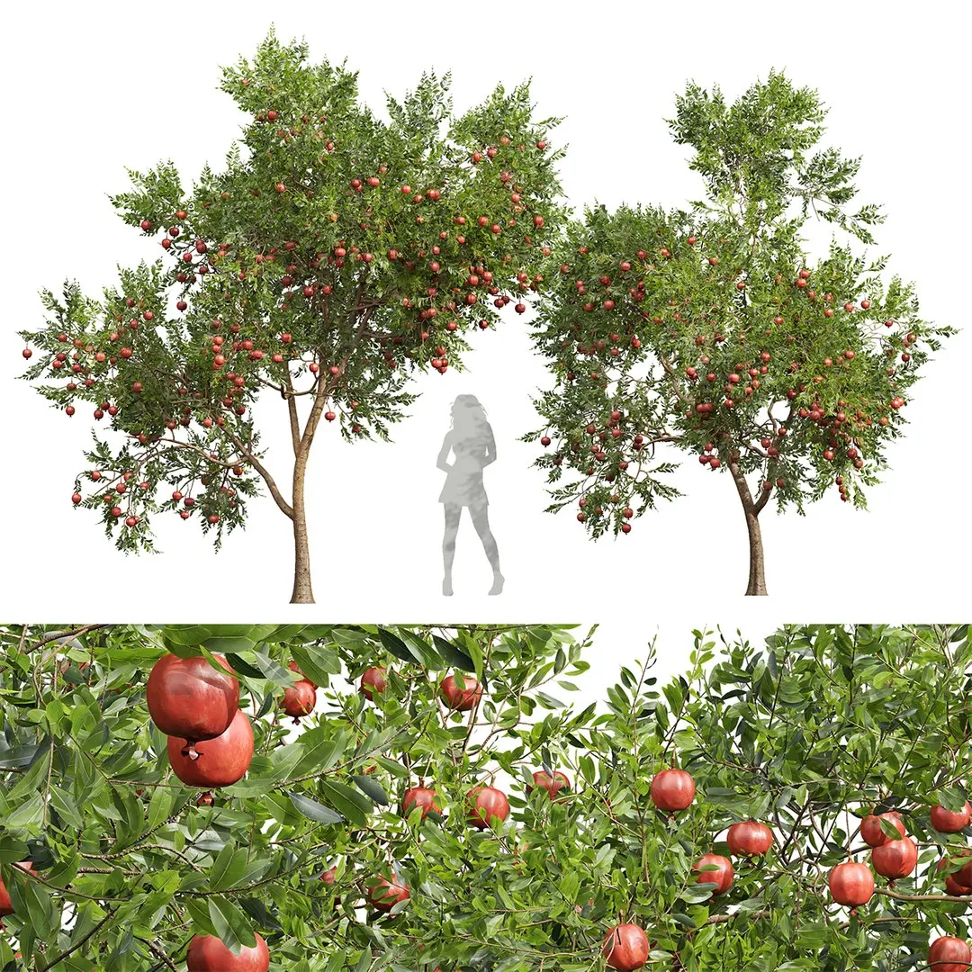 New Plant High detail Punica Granatum Pomegranate 3D model