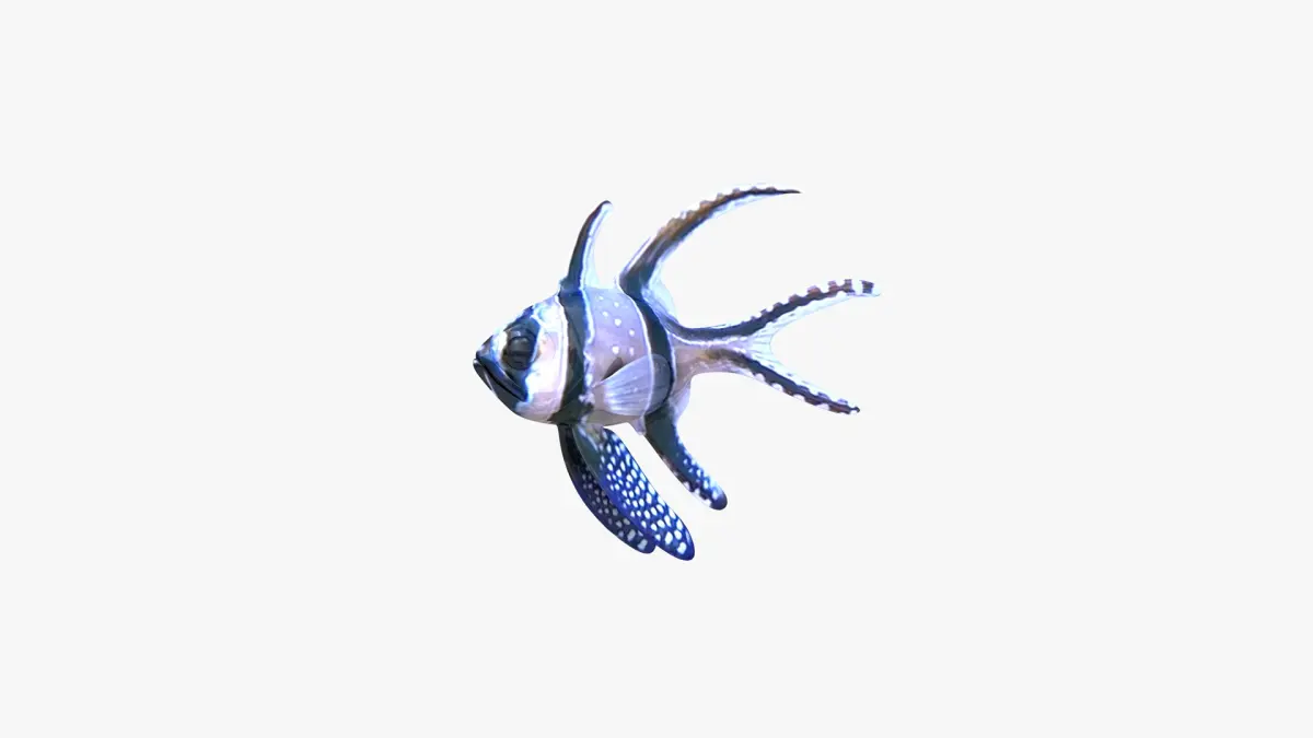 Banggai Cardinalfish 3D model