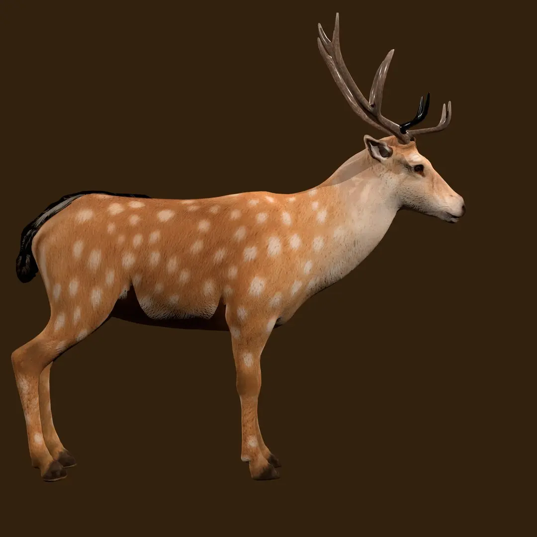 Fawn Deer Rig 3D model