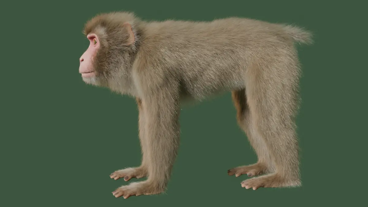 Wild Monkey 3D model