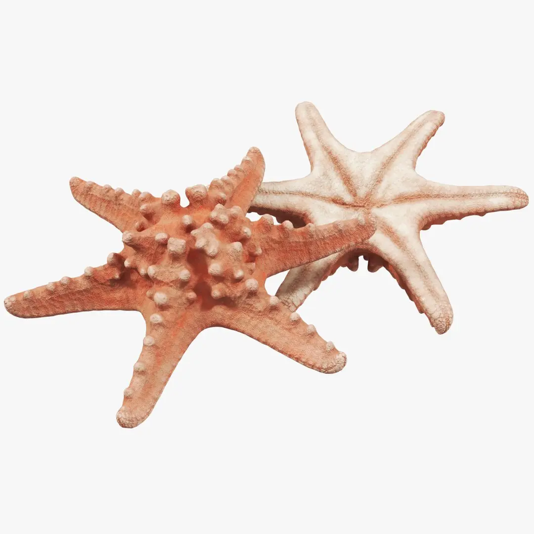 Starfish 01 3D model