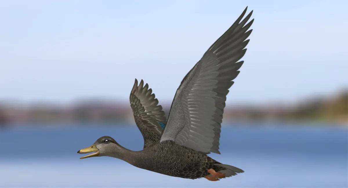 Anas Rubripes "American Black Duck" 3D model
