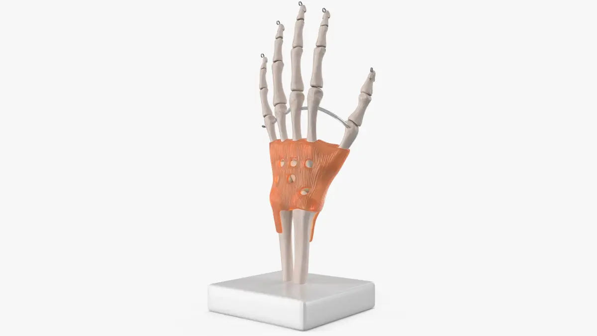 Anatomical Wrist Joint Model with Flexor Retinaculum 3D model
