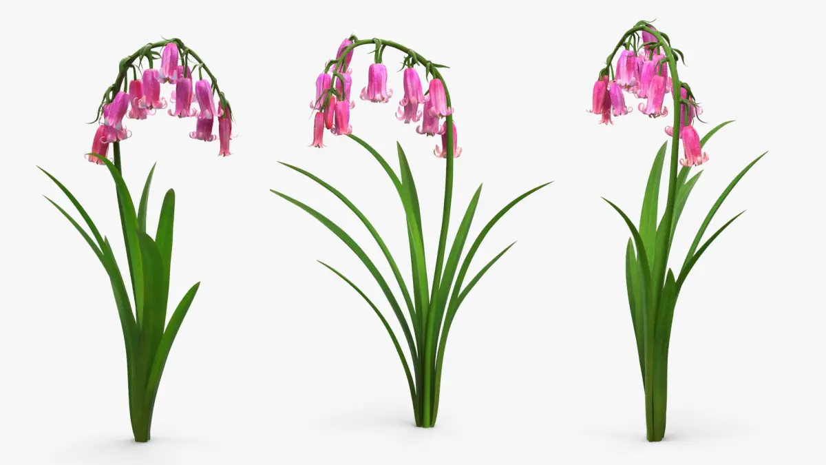 Campanula Bellflower Plant with Arching Stem Pink 3D model