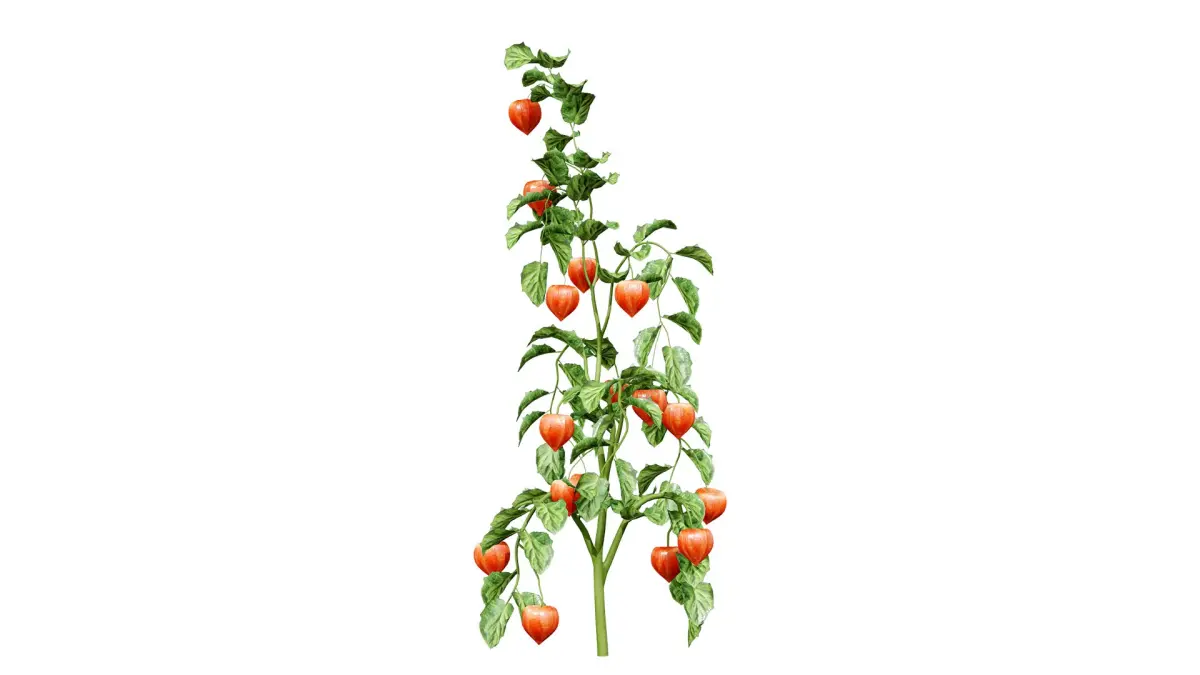 Physalis Genus Plant 3D Model