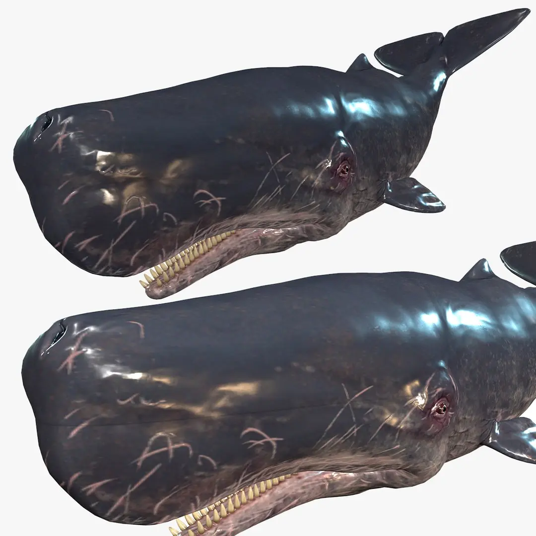 WHALE Sperm Whale Moby Dick 3D model