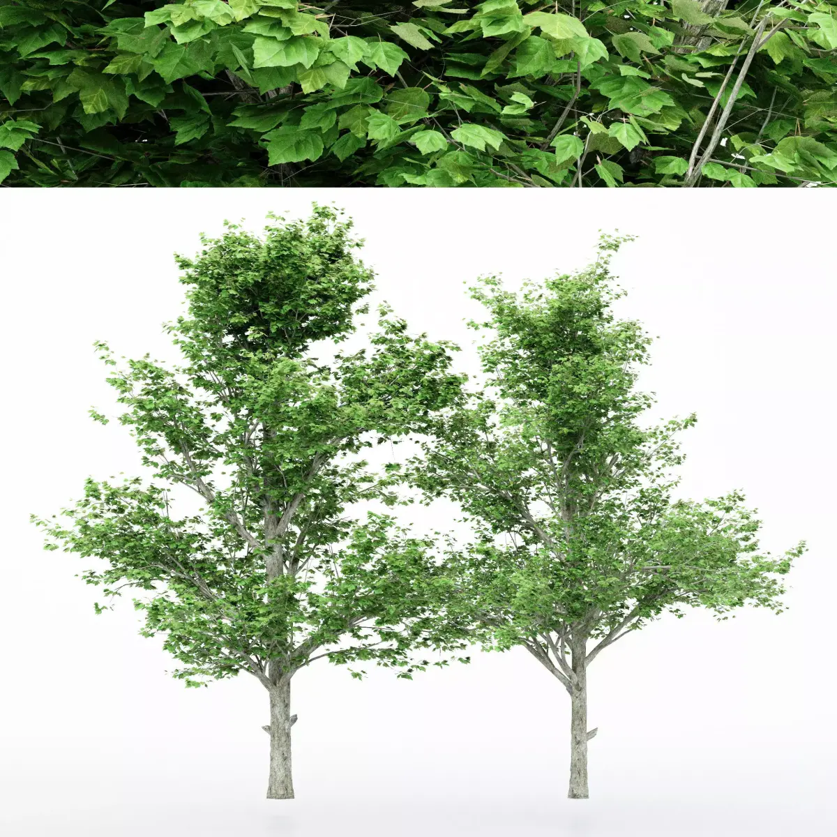 2diffrent tree Maple 2 trees Models in the scene Free 3D model
