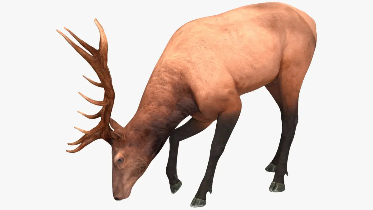 Realistic Elk Rigged for Cinema 4D 3D model