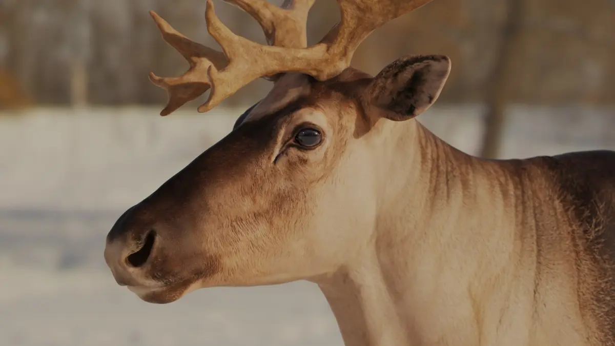 reindeer Zbrush 3D model