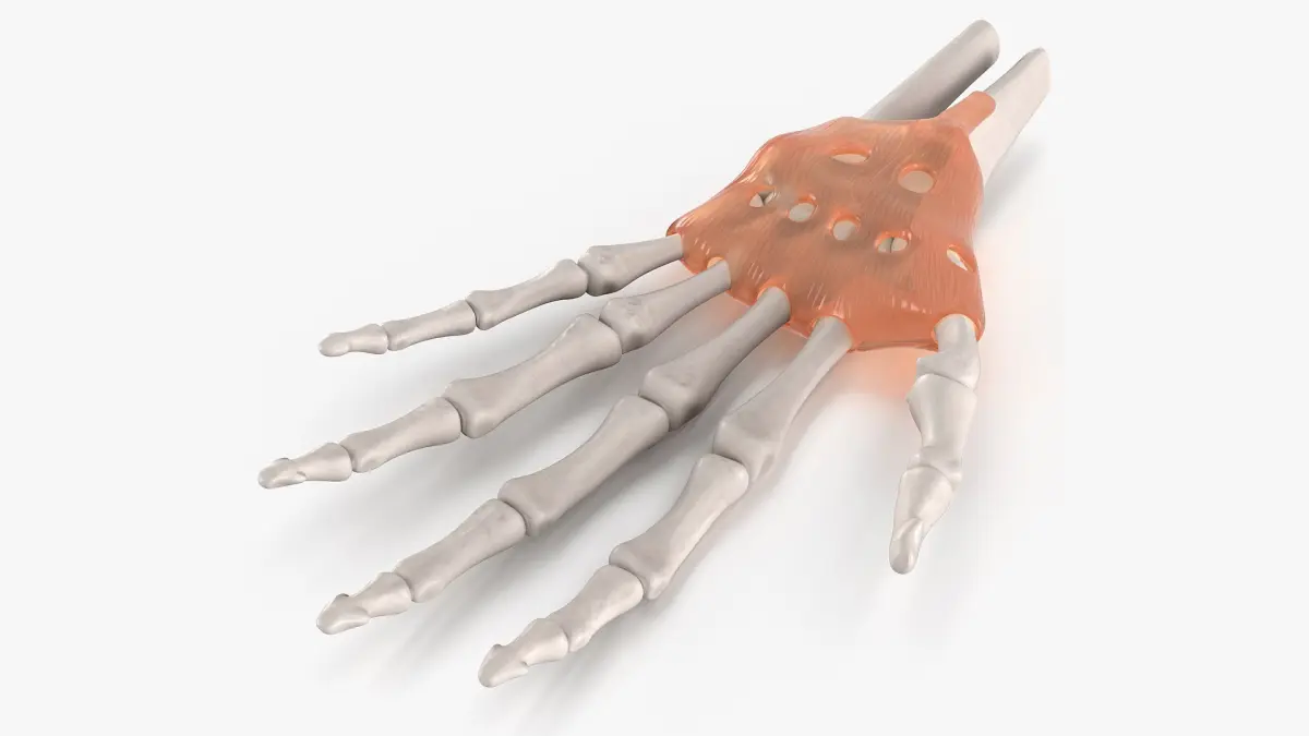Anatomical Hand Skeleton Model with Flexor Retinaculum 3D model