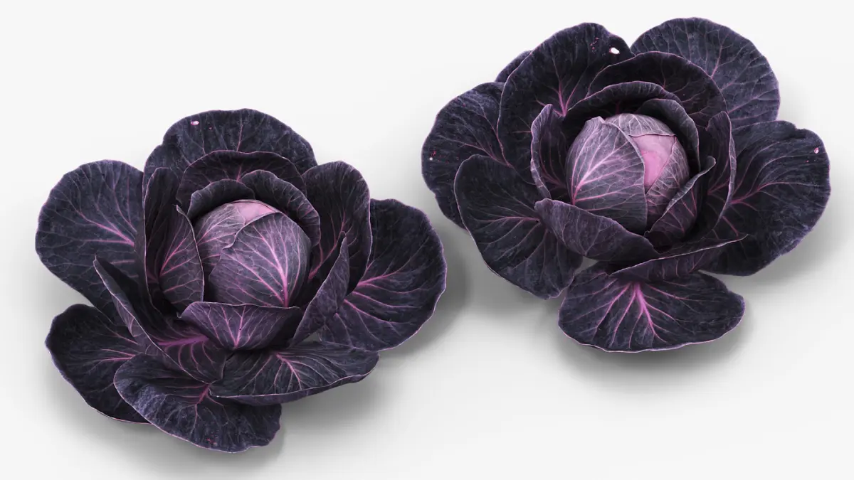 Leafy Cabbage Head Purple Dark 3D model