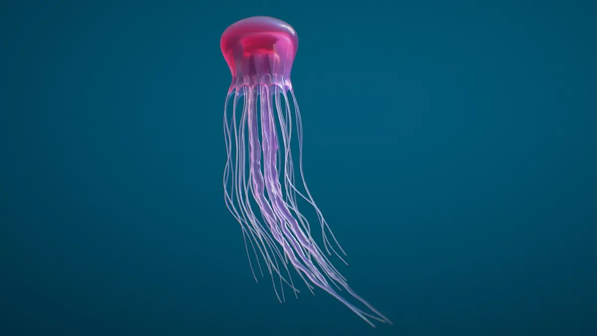 Jellyfish Small Rigged 3D model