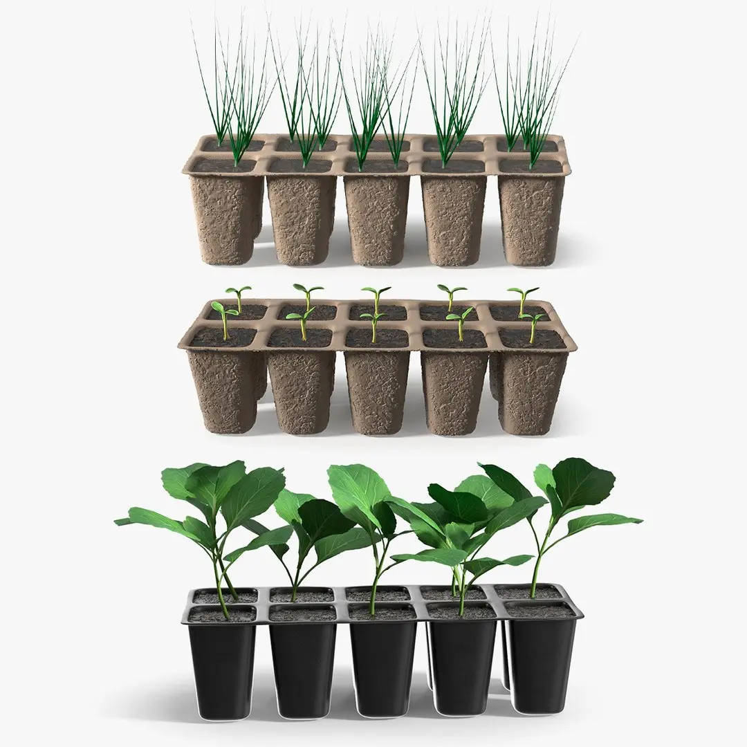 Seedling Collection 3D model