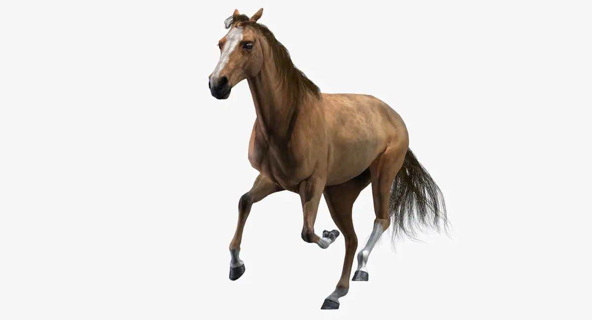 Horse Animated 3D model order