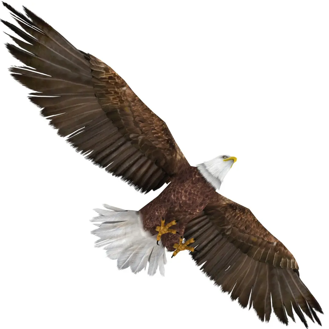 Bald Eagle 3D model purchase