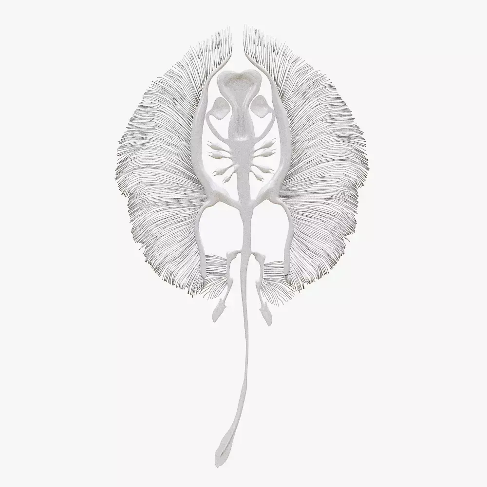 stingray fish bone Low-poly 3D model purchase