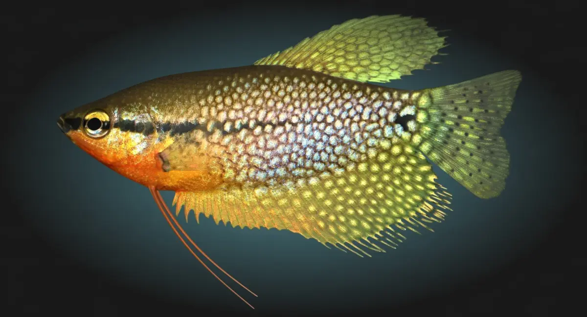 Pearl Gourami 3D model