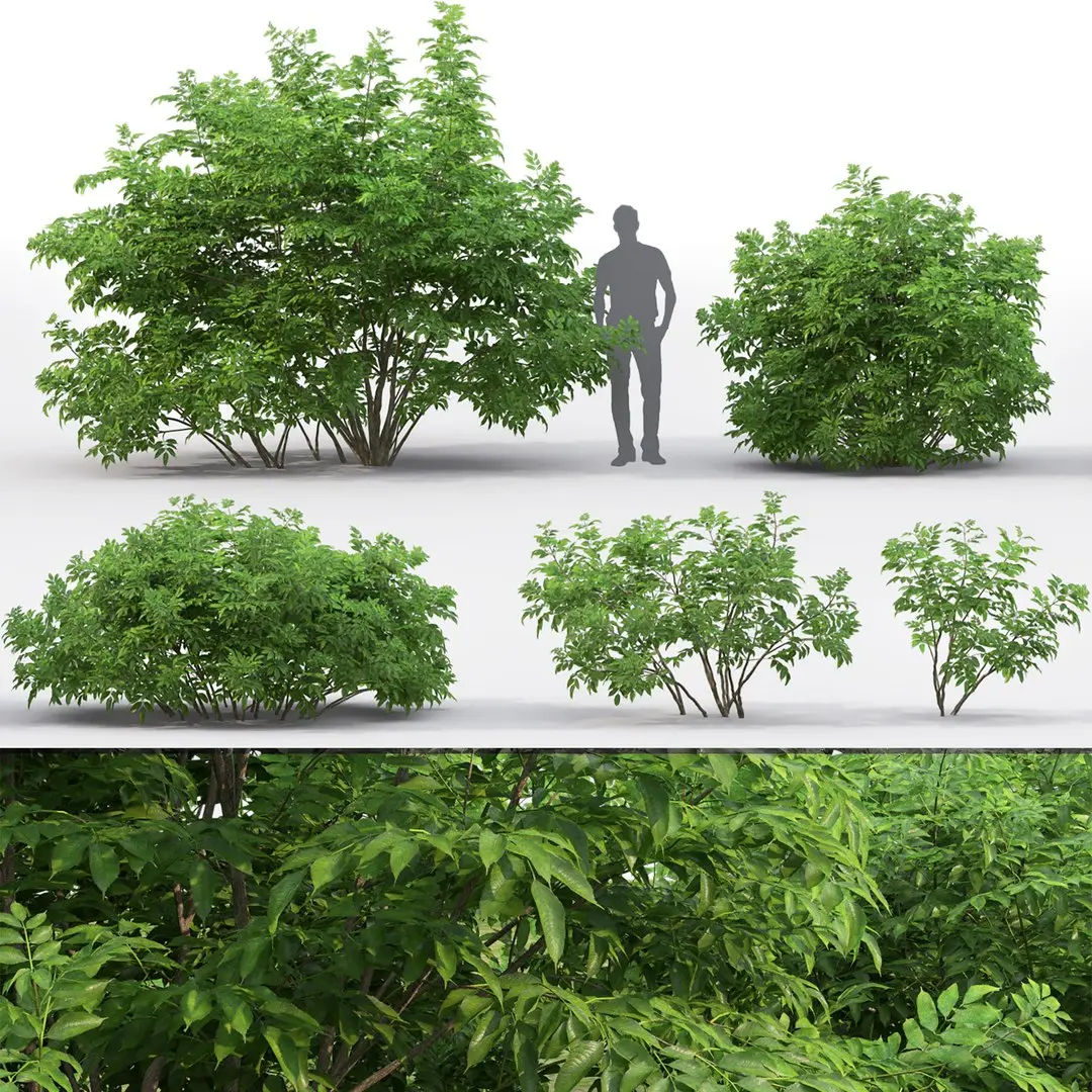 Sambucus nigra 03 3D model