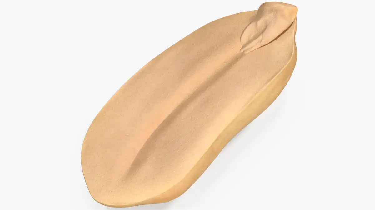 Peanut Seed Peeled 3 3D model
