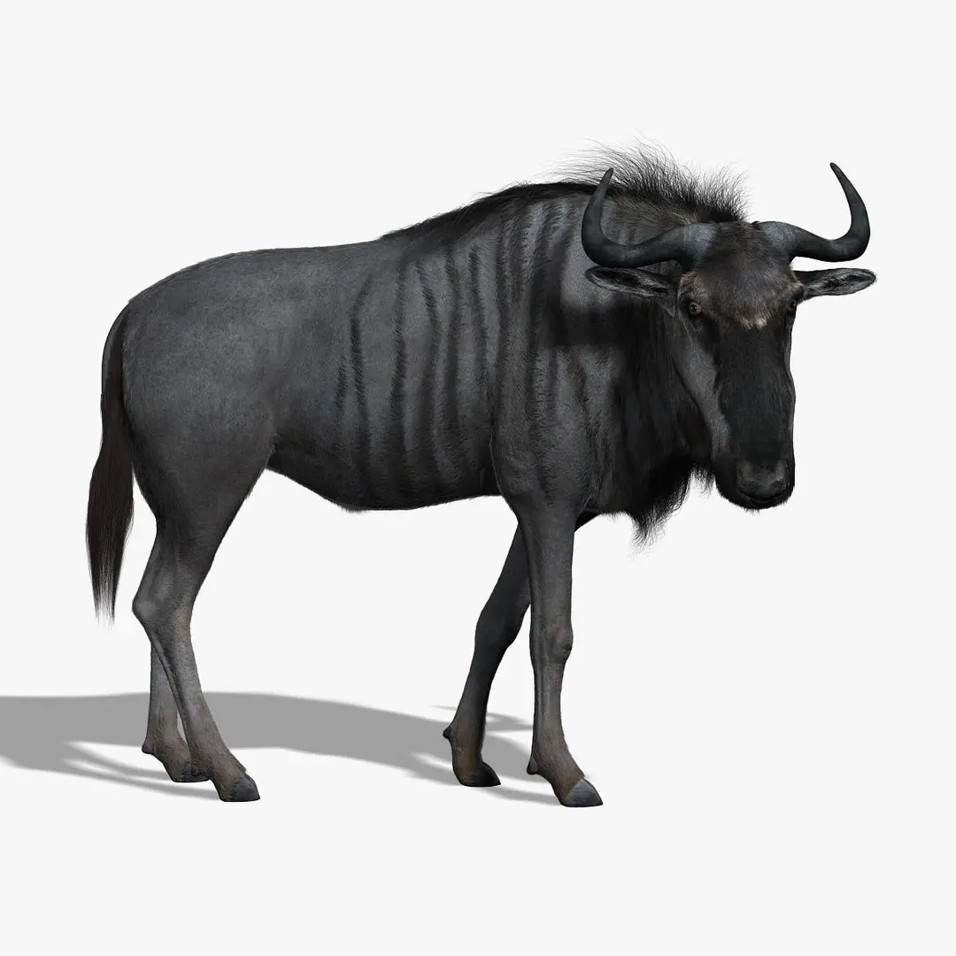 Wildebeest (FUR) (RIGGED) 3D model