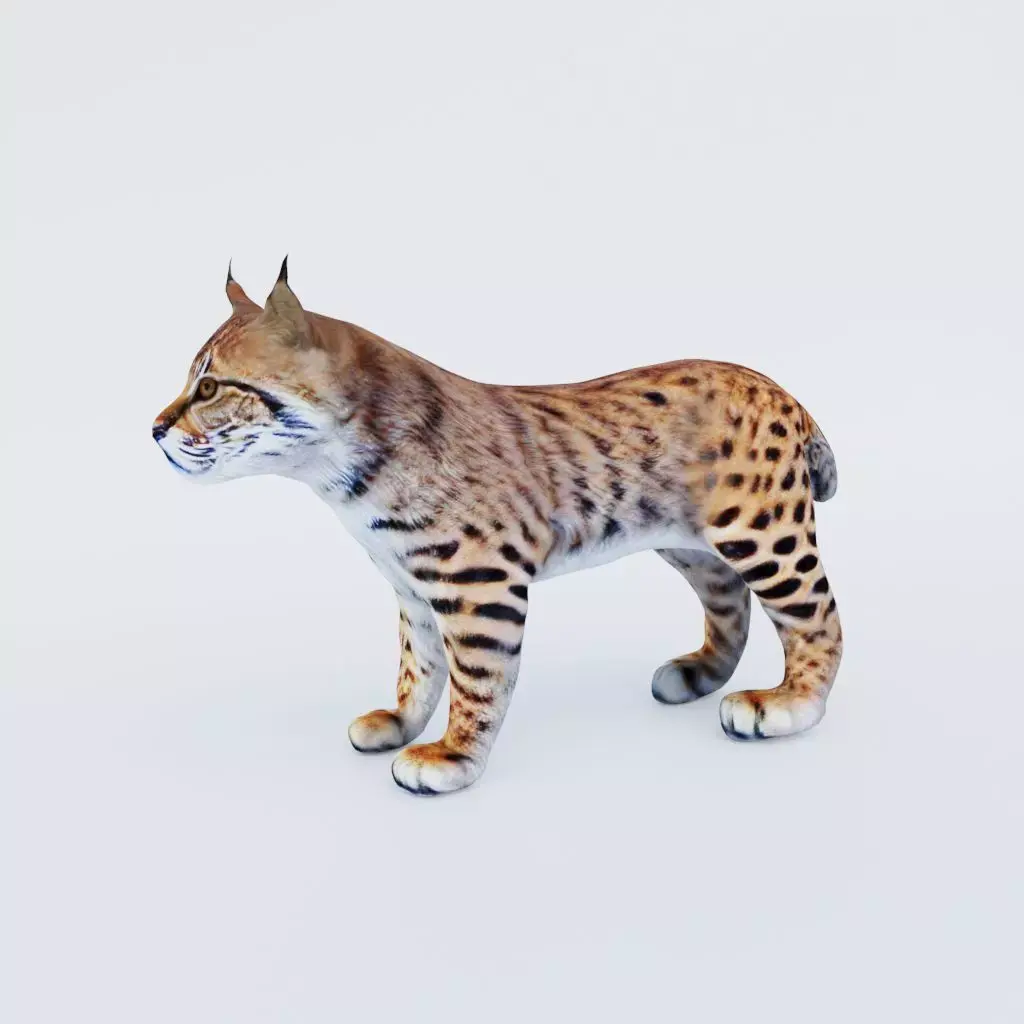 Lynx Animal Free 3D model purchase