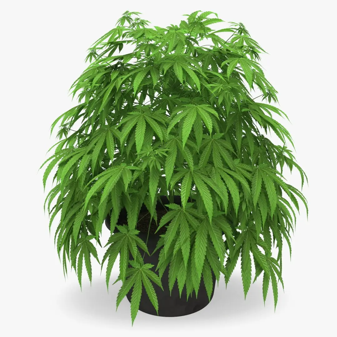 Cannabis Plant in a Pot 3D model