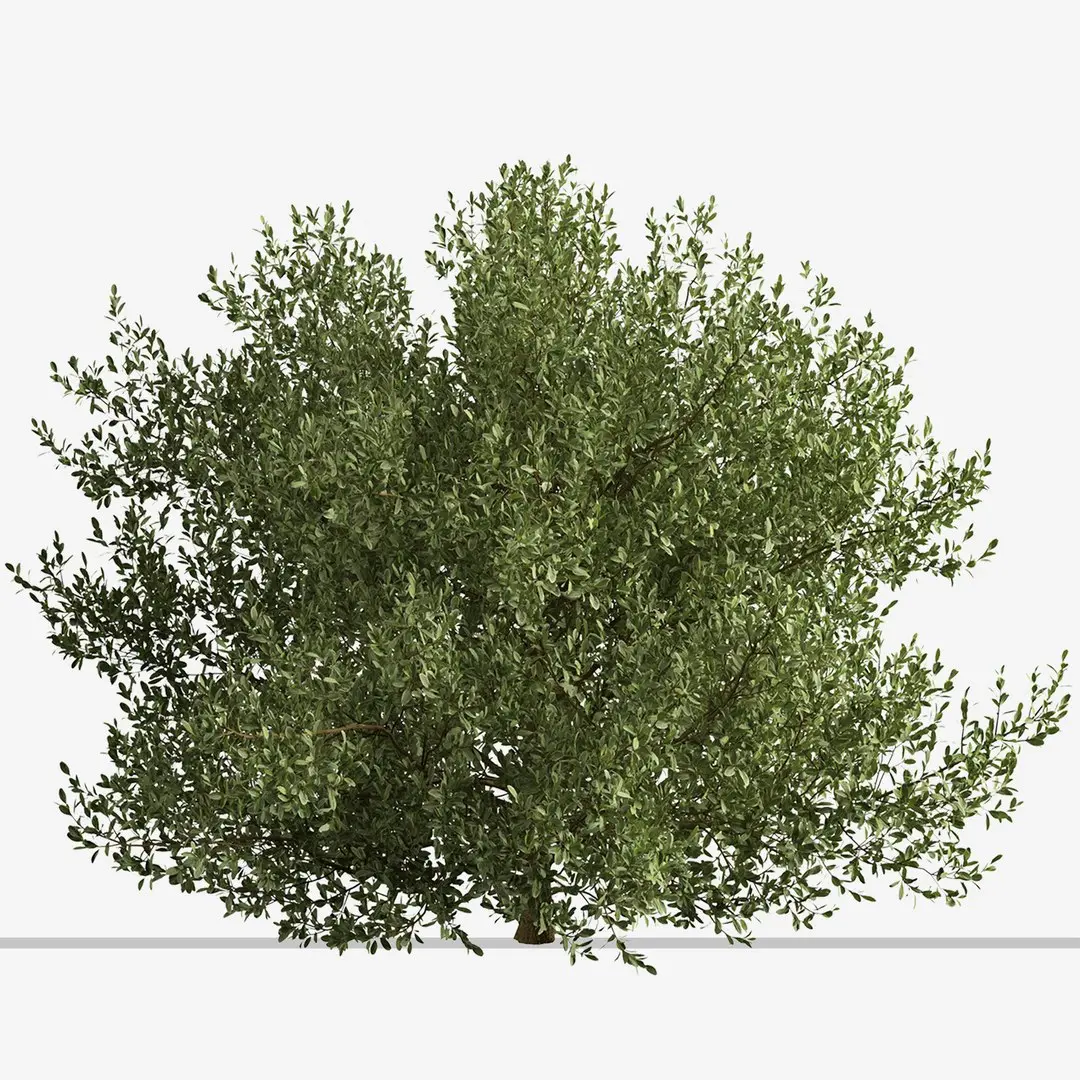 Set of Buxus bodinieri or Buxus Shrub -3 Shrubs 3D model