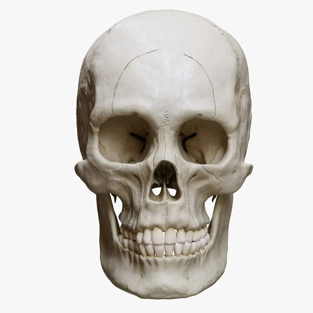 Human Skull Explode Anatomy Atlas 3D model