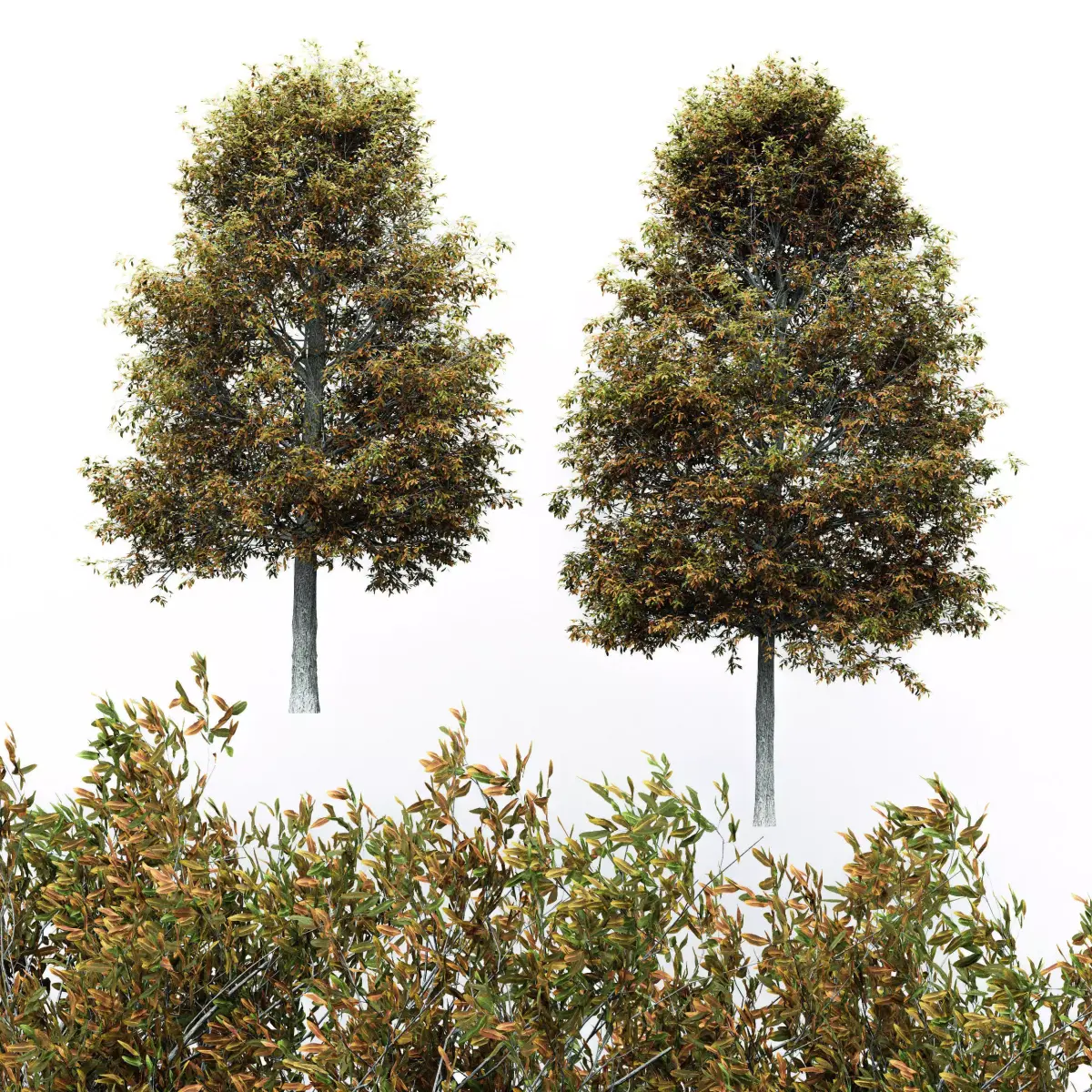  2diffrent tree ShingleOak Fall  2 trees Models in the scene Free 3D model