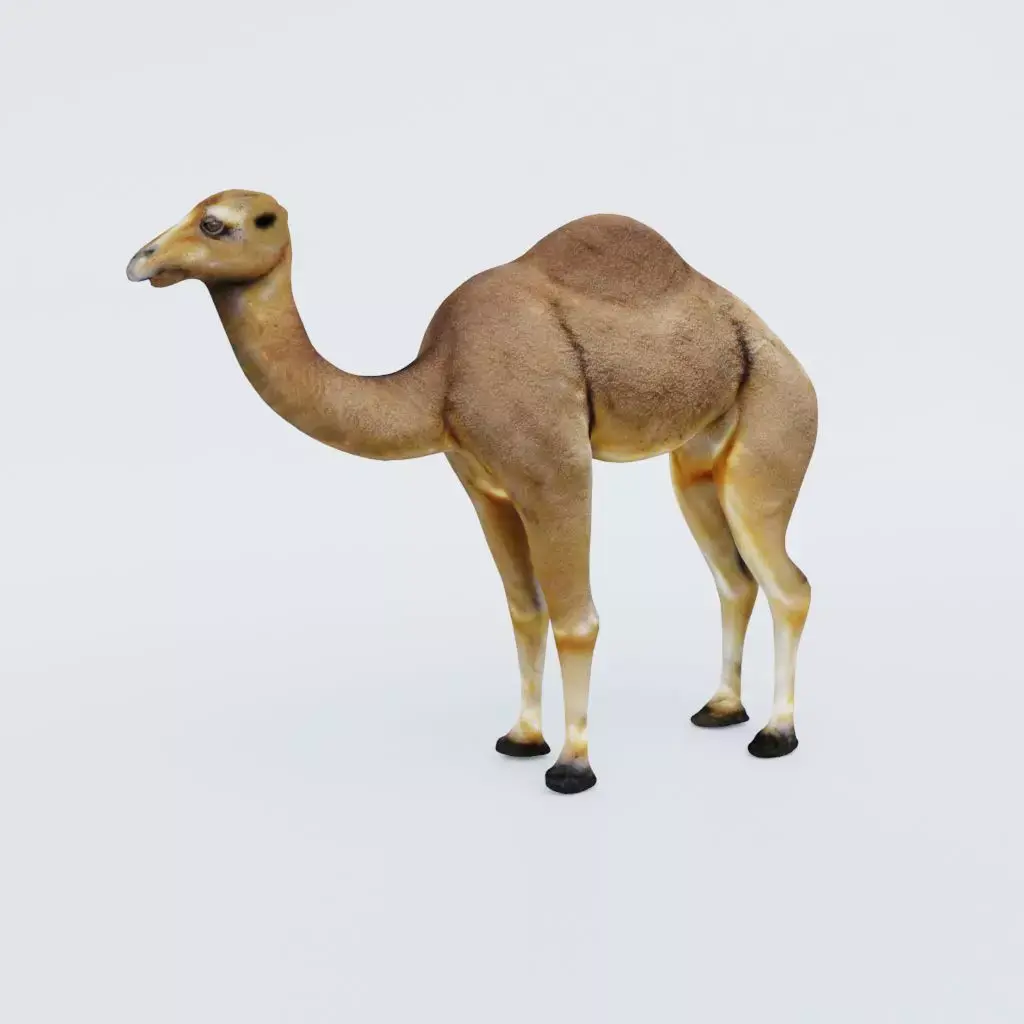 Camel Free 3D model buy