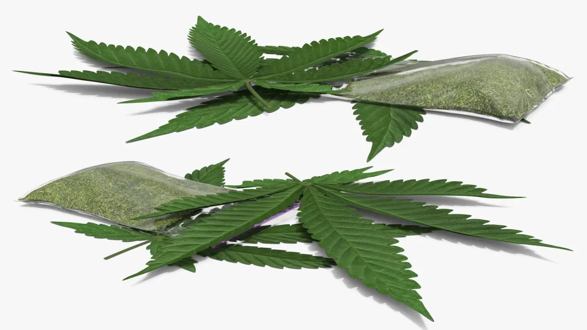 Cannabis Leafs with Dried Marijuana Green 3D model