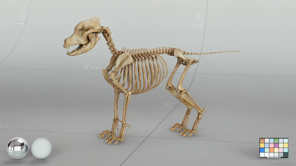 Dog Puppy Skeleton 3D model