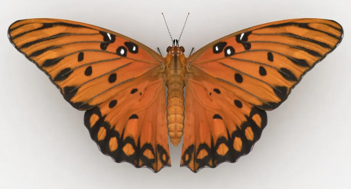 Gulf Fritillary 3D model