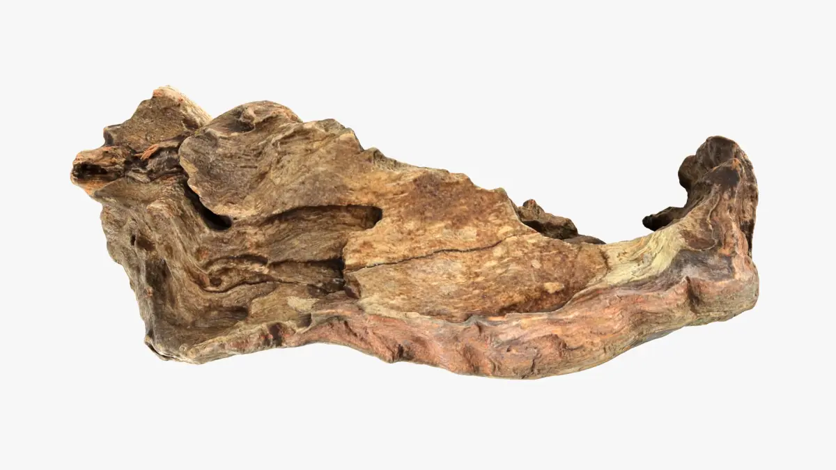 Tree Trunk Piece 12 3D model