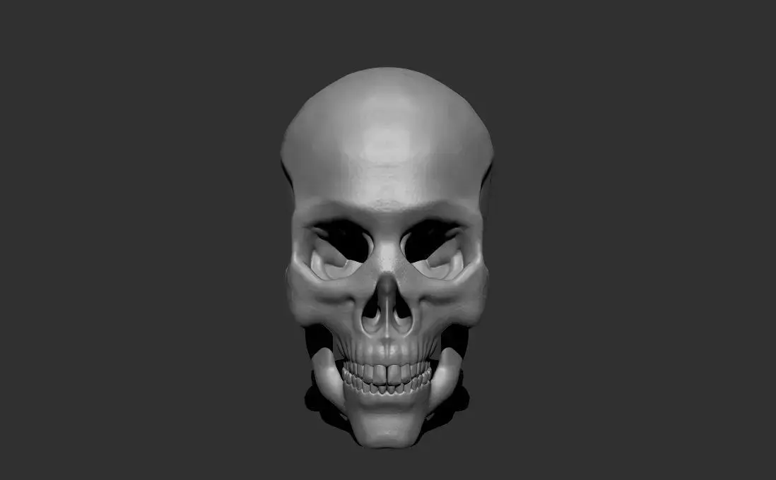 Anatomical skull 3D print model