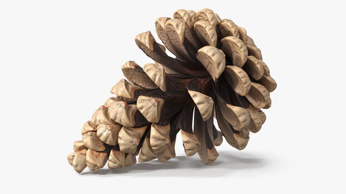 Partially Opened Pine Cone Brown 3D model